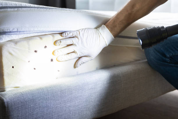 Best Emergency Pest Control  in Mountain City, TN