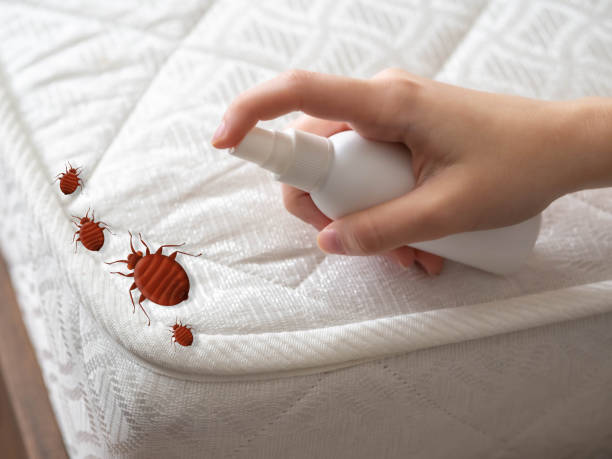 Best Pest Prevention Services  in Mountain City, TN